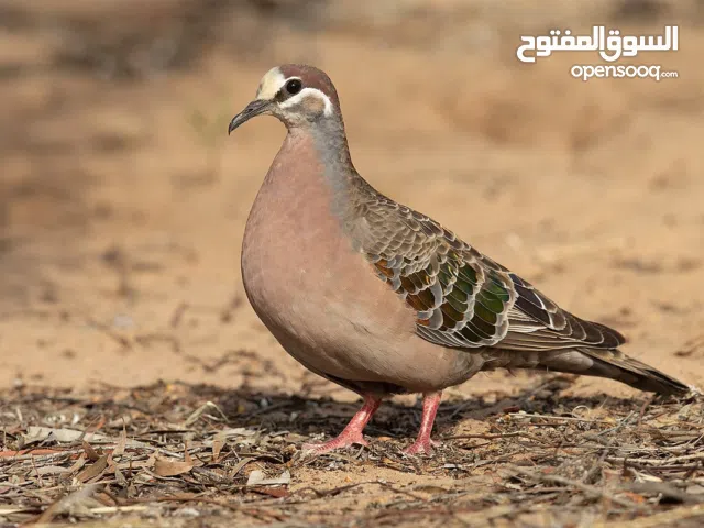 للبيع طيور بريه مختلفه