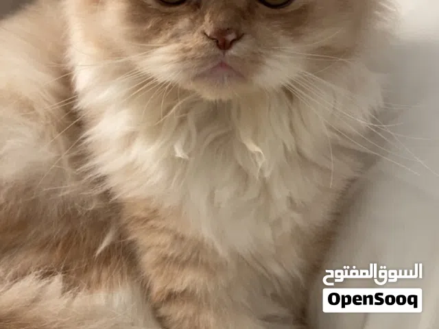 قط شيرازي للبيع