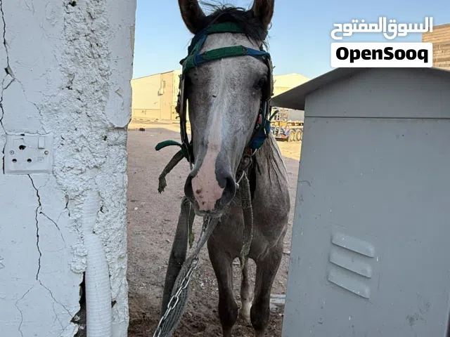 السلام عليكم حصان للبيع