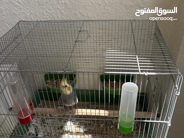 جوز كوكتيل مع فرخ طفرة إيزابيل