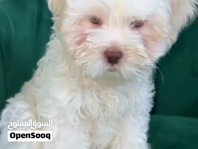 للبيع جرو هافانيز ذكر
