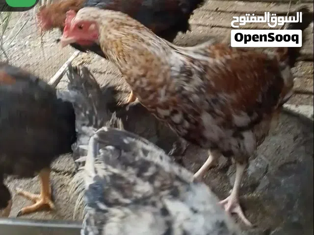 متاح فروج اقره وصف مهم