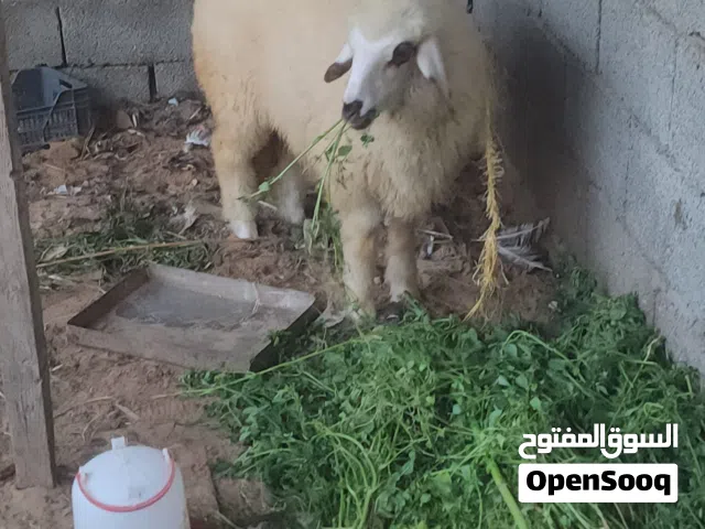 فطيمة ربي إيبارك