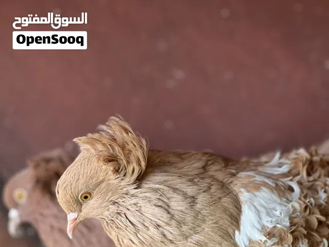 كوبيه حمام كيرلي درجه رولى مصوقرات