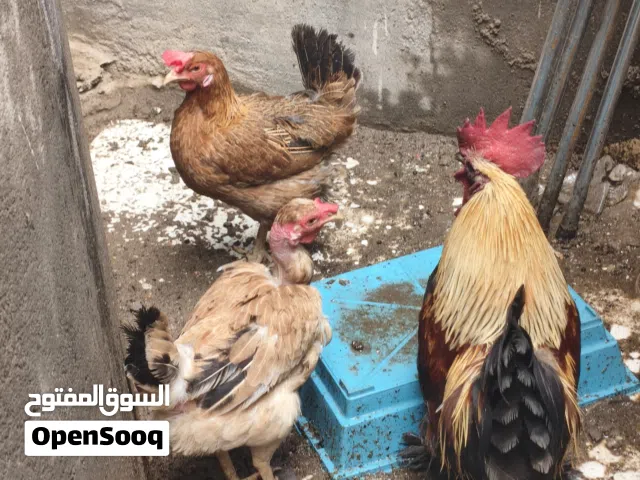 ديك مكلش وثلاث دجاجات للبيع بسعر مناسب اقرا الوصف مهم