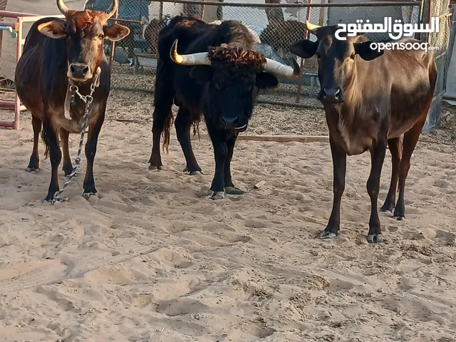 ثور للبيع اسود