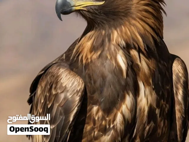مطلوب طيور جارحه للبيع