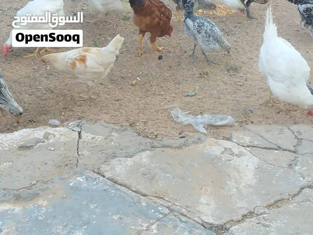 10 عتوقات و 4 دجاجات دحي العمر 3 ونص الى اربعة شهور