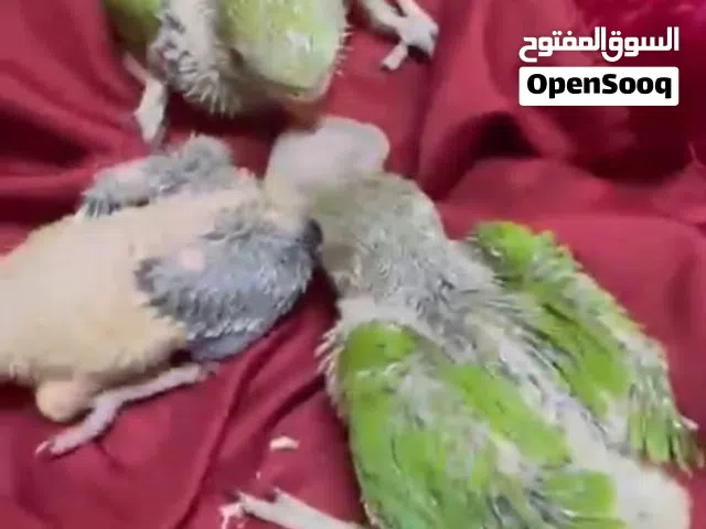 فروخ الدره الاخضر