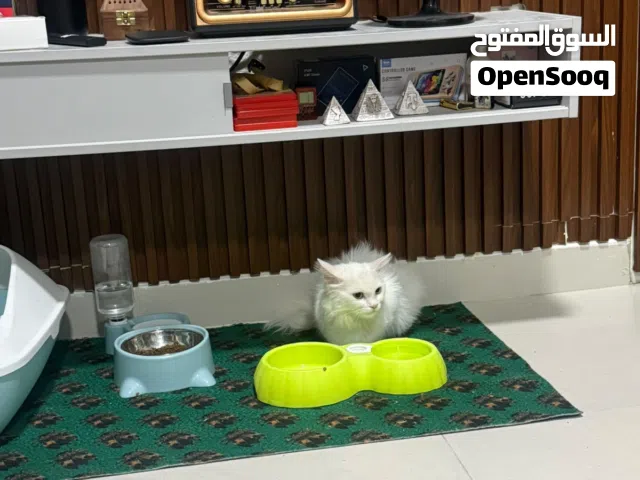 انغورا تركي