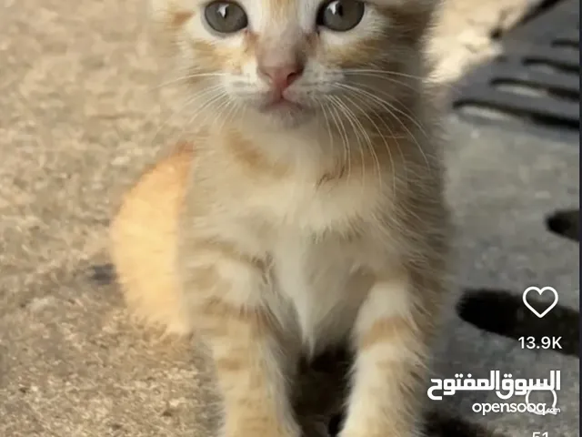 مطلوب قطة صغيرة ( انثى ) للتبني لا يتجاوز عمرها شهر ونص