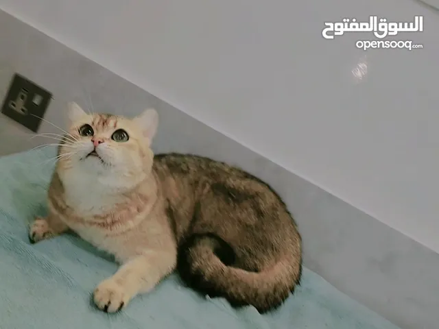 British Short hear and shiraji