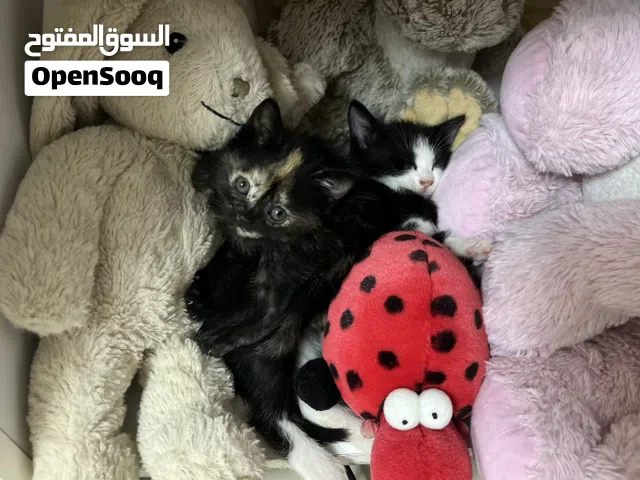 ثلاث قطط للتبني اربيل