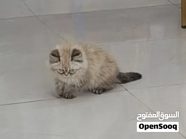 قط صغير هملايا كما موضح بالصورة