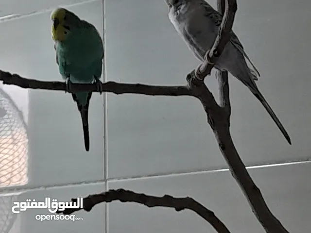 جوز حب الانثا اليفه