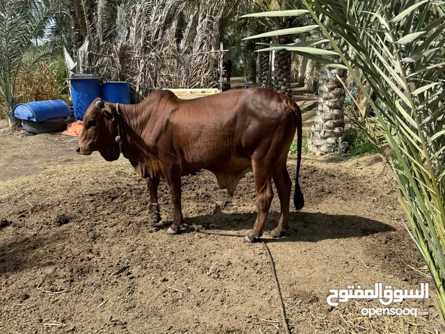 لبيع ثور بحري مطعوم فتره طويله 