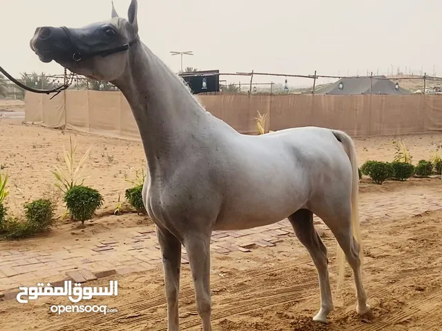 مدرب خيل جمال