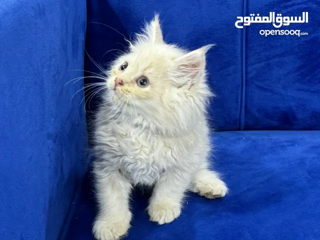 قط شيرازي صغير كثيف الشعر للبيع