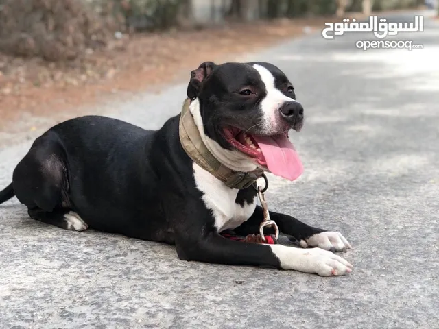 لاعلى سعر بتبول