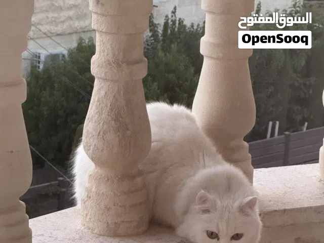 قطه شيرازي