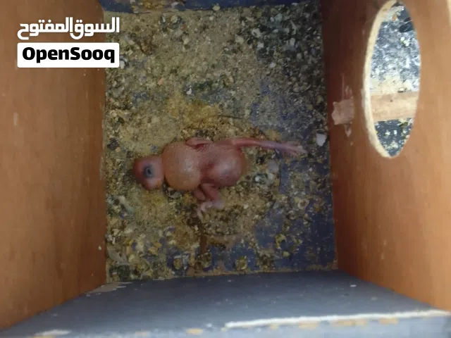 كوبية بقلينو تحتهة فرخ ربي يبارك