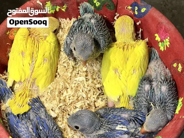 Parrot for sale
