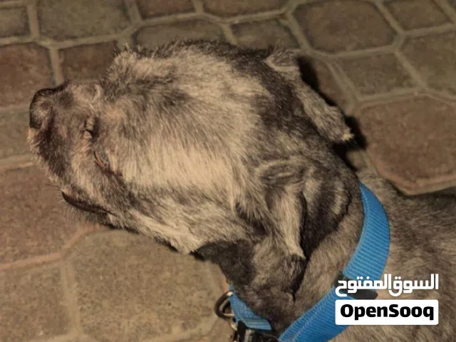 كلاب لعوب وصحته فوق الطيب و اليف و محلقينه