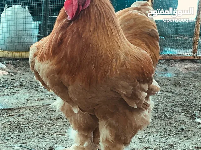 للبيع دجاج براهما العملاق الاصفر الپيور منتج