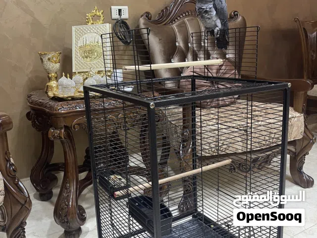 قفص ببغاء كاسكو للبيع