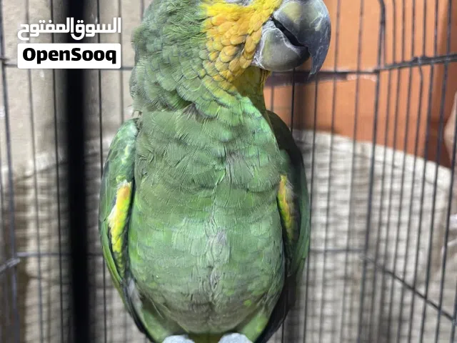 امزوني اورنج اليف طينه  بي كلام كوكو منو بوسه سعر 650مكان البصره الامن الداخلي