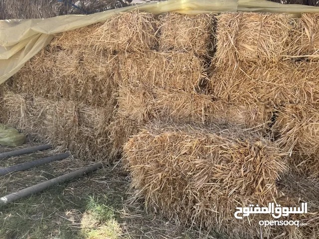 قصيبه للبيع