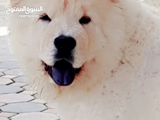 Chow chow couples