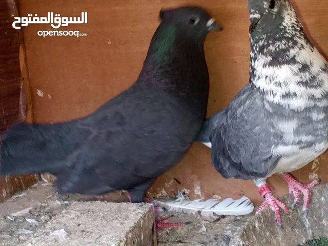 تور البيع اقرأ الوصف