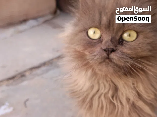 السلام عليكم قط للبيع