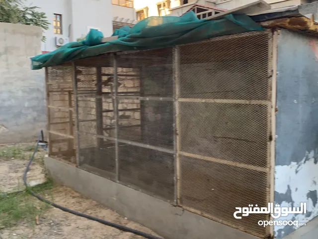 براكة للطيور