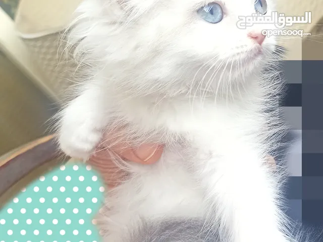 Ragdoll kitten girl bicolor