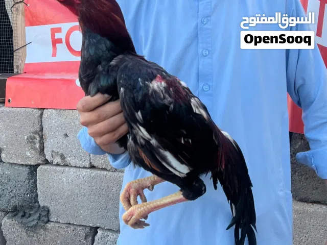 Pakistani and   rosters