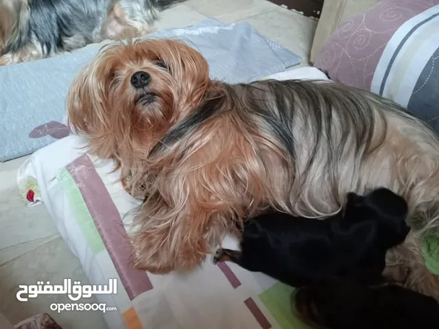 available female yorkshair adult aga 1.5 year for 1k