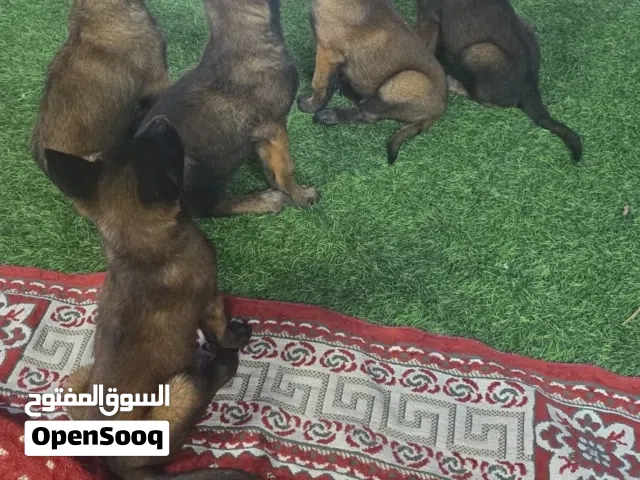 جراء مالنو (ذكر) Belgian Malinois