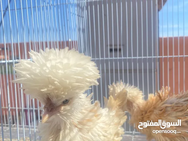 كتاكيت بادو فريزي للبيع انشاء الله