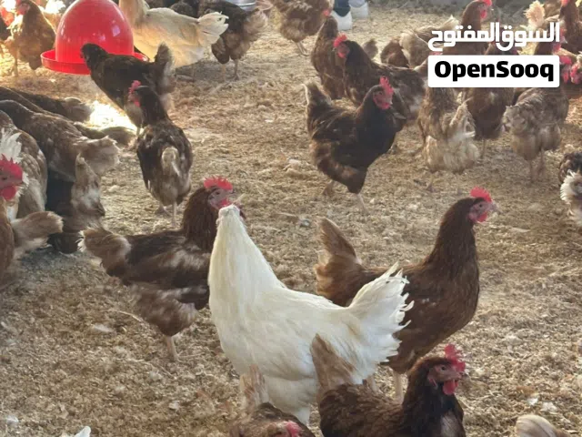 مزرعة جاج لوهمان