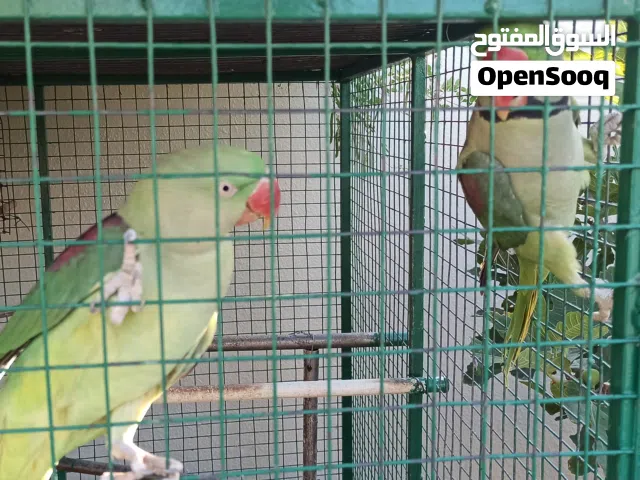 زوج ببغاء منتج بصحة ممتازة 260ريال