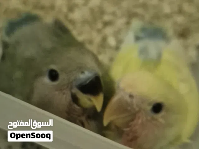 فروخ روز  صغار