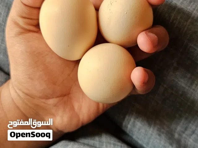 بيض دجاج باكستاني ملقح 99% الي له خاطر يتواصل