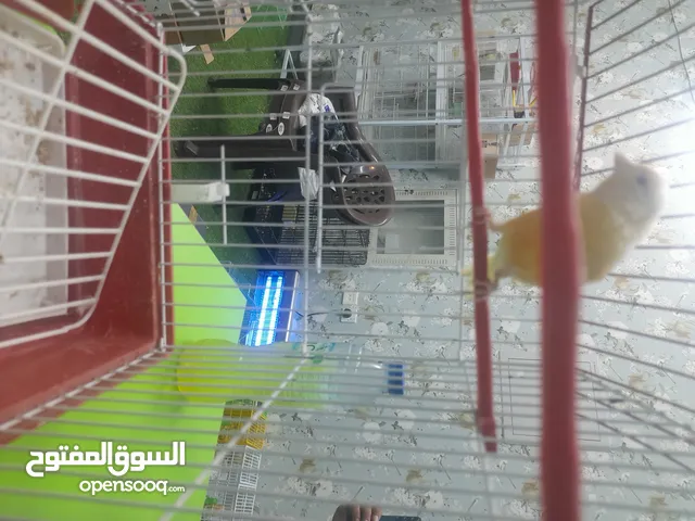 كناري مغرد