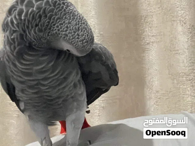 كاسكو كونغو حجم جامبو محجل