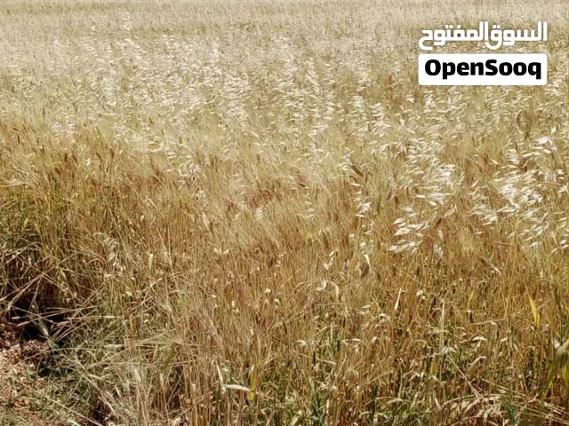 Mixed Use Land for Sale in Salt Al Subeihi