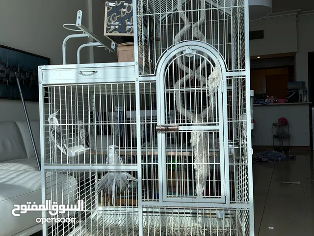 Cage + Cocktail pair + Cocktail + Chick