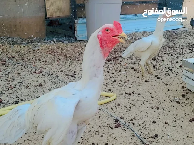 للبيع ديج و دجاجه تايلندي مزارعه الوفره
