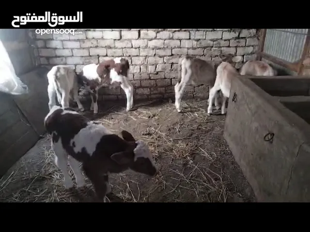 عجول سمنتال وبراون بيور رضيعة اصلي